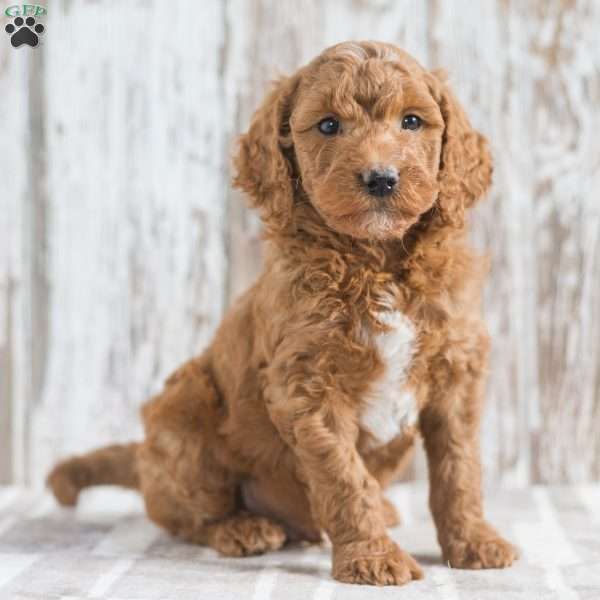 Jupiter, Mini Goldendoodle Puppy